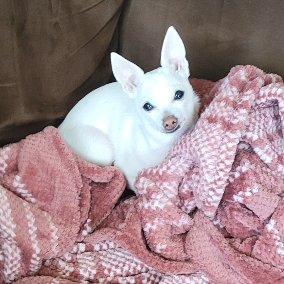 Meet your Posher, Debra - Picture 3 of 4